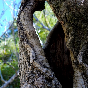 Tronc d'arbre percé - France  - collection de photos clin d'oeil, catégorie plantes